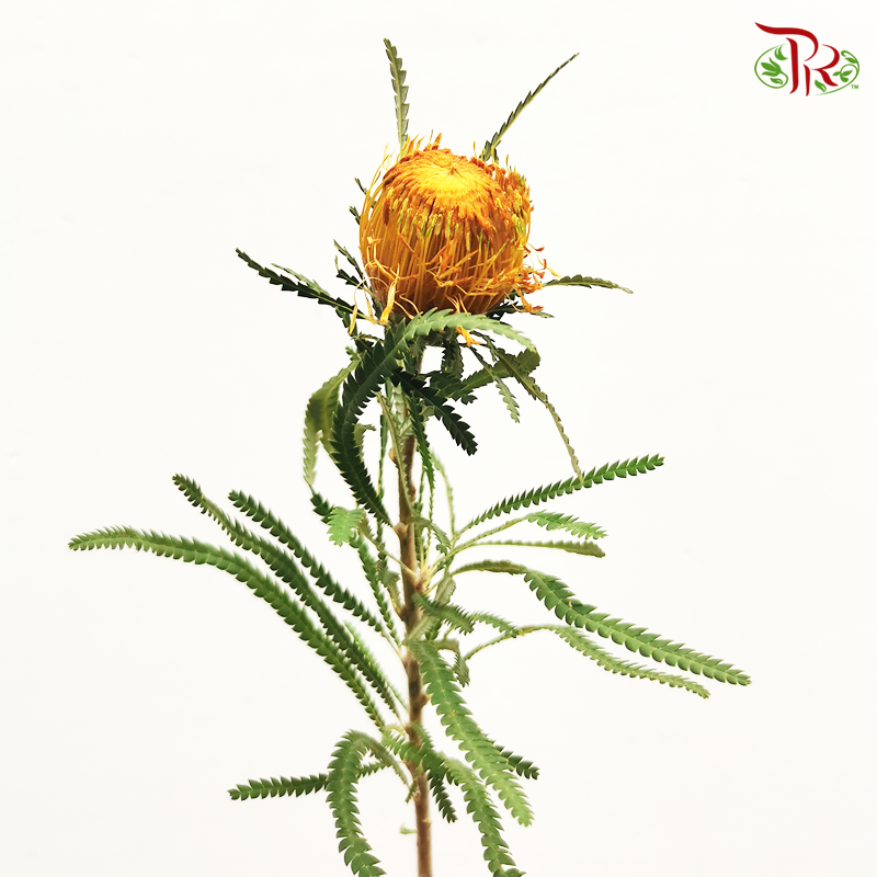 Banksia Dryandra - (10 Stems)-Brown-Africa-prflorist.com.my