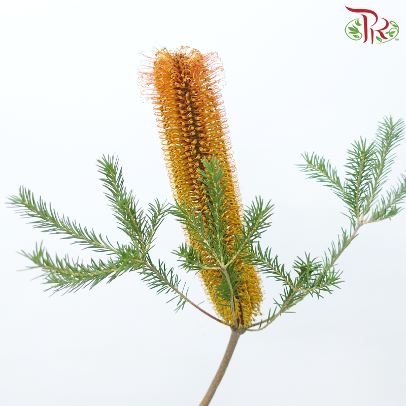 Banksia Ericifolia - (2 Stems)-Orange-Africa-prflorist.com.my