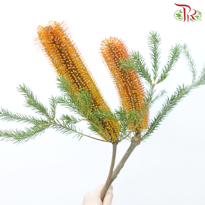 Banksia Ericifolia - (2 Stems)-Orange-Africa-prflorist.com.my