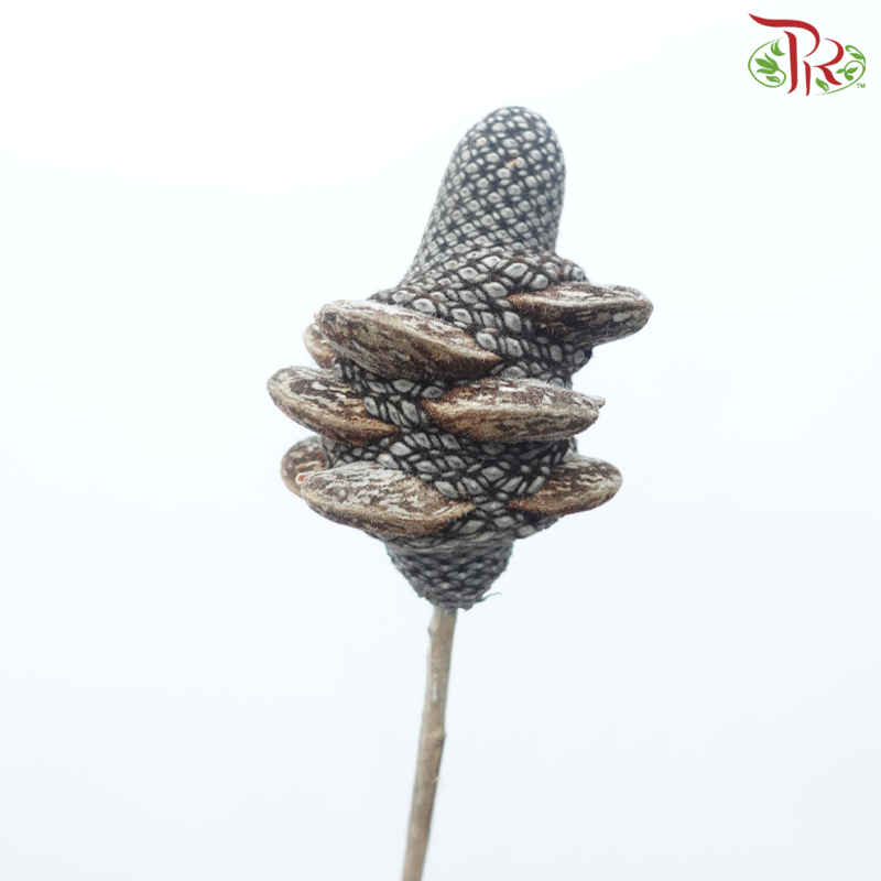 Banksia Menziesii Cones Nat - (2 Stems)-Africa-prflorist.com.my