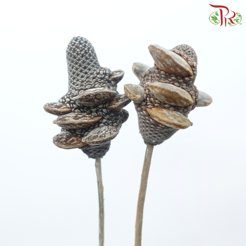 Banksia Menziesii Cones Nat - (2 Stems)-Africa-prflorist.com.my