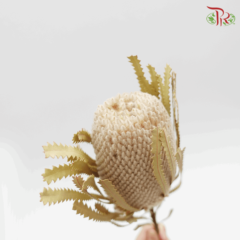 Banksia Preservative - ( 4038-0-000 )-Brown-Japan-prflorist.com.my