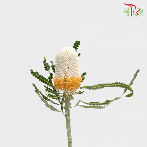 Banksia Prionotes / Menziesii 1 - (2 Stems)-White-Africa-prflorist.com.my