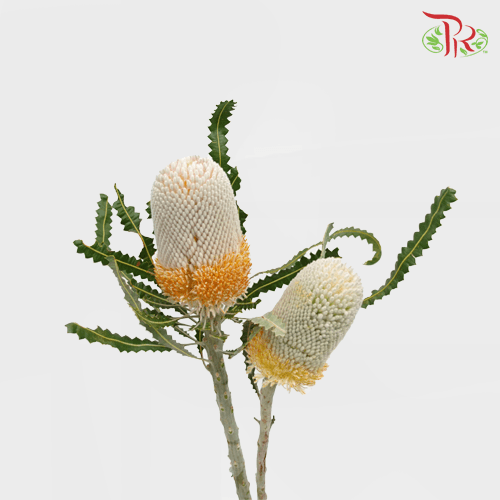 Banksia Prionotes / Menziesii 1 - (2 Stems)-White-Africa-prflorist.com.my