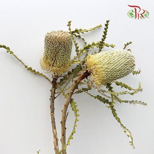 Banksia Speciosa - (2 Stems)-White-Africa-prflorist.com.my