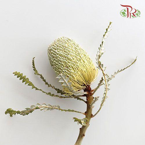 Banksia Speciosa - (2 Stems)-White-Africa-prflorist.com.my
