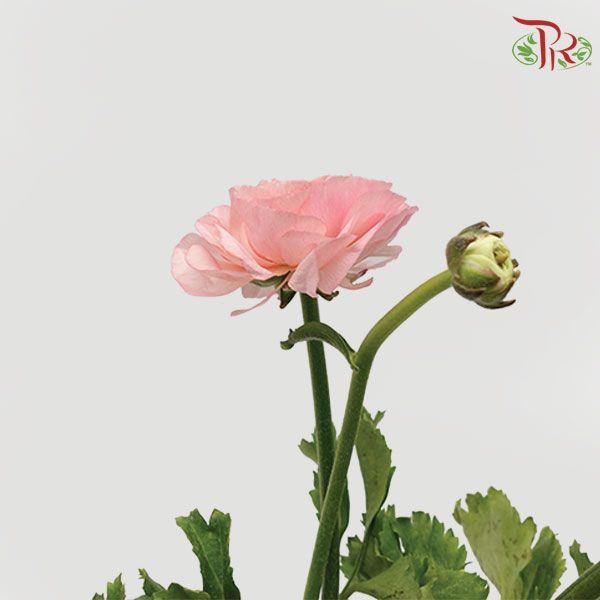 Ranunculus - Cloni Venere (5 Stems) **Fragile - Pudu Ria Florist