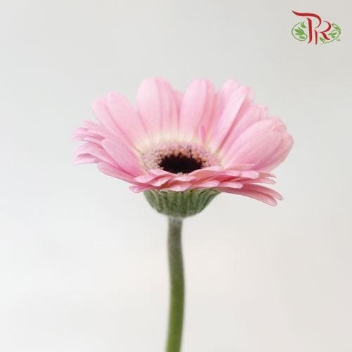 Gerbera - Light Pink (9-10 Stems) - Pudu Ria Florist