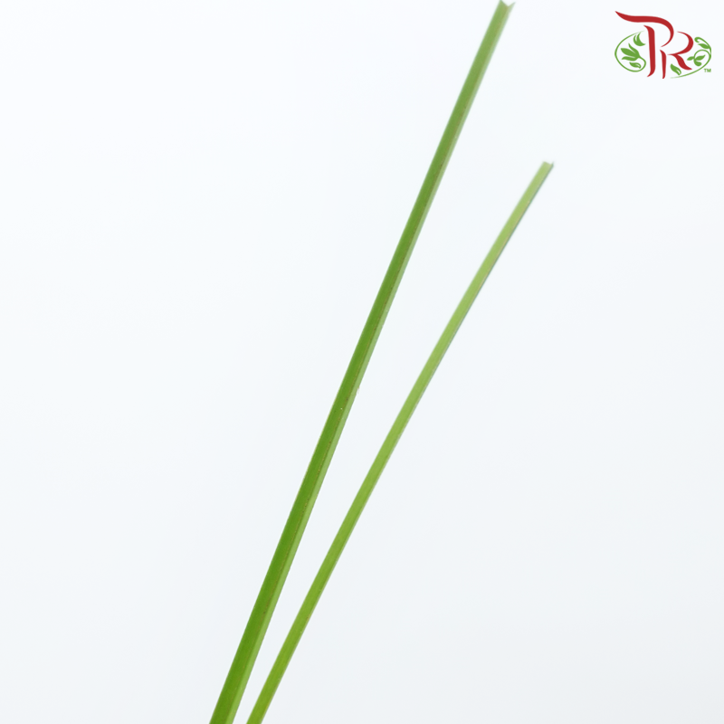 Bear Grass - (Per Bunch)-Africa-prflorist.com.my