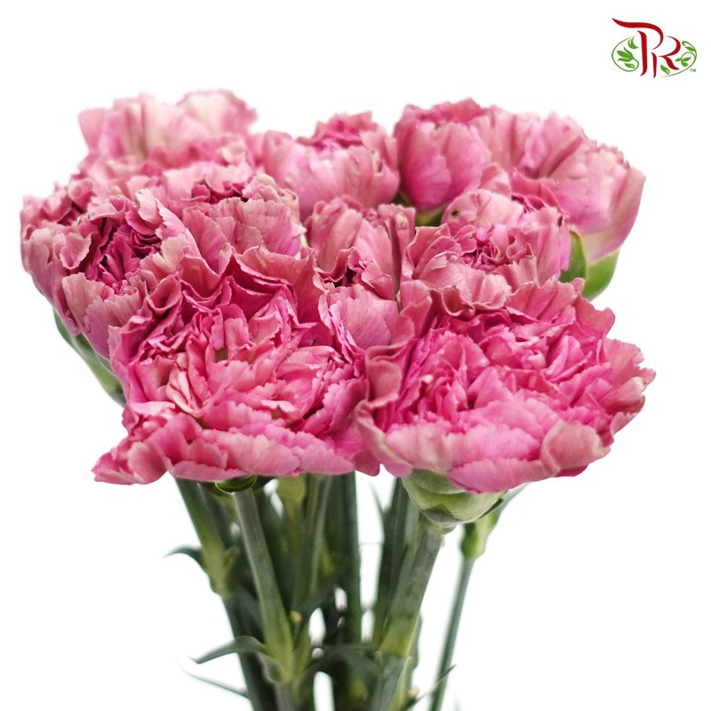 Carnation Special Colour -Beautiful Purple (18-20 Stems) - Pudu Ria Florist
