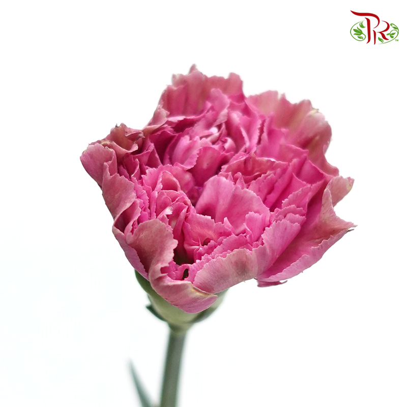 Carnation Special Colour -Beautiful Purple (18-20 Stems) - Pudu Ria Florist