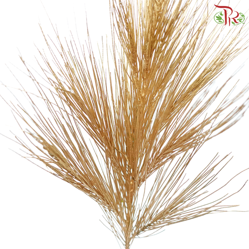 Beefwood Xmas Dyed - Gold (5 Stems)-Gold-Africa-prflorist.com.my