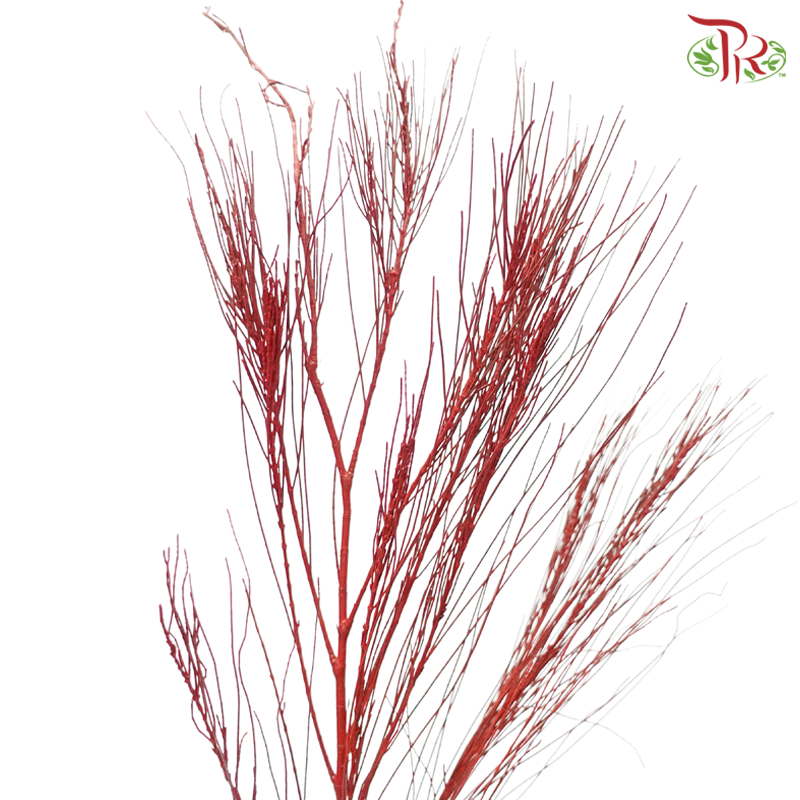 Beefwood Xmas Dyed - Red (5 Stems)-Red-Africa-prflorist.com.my