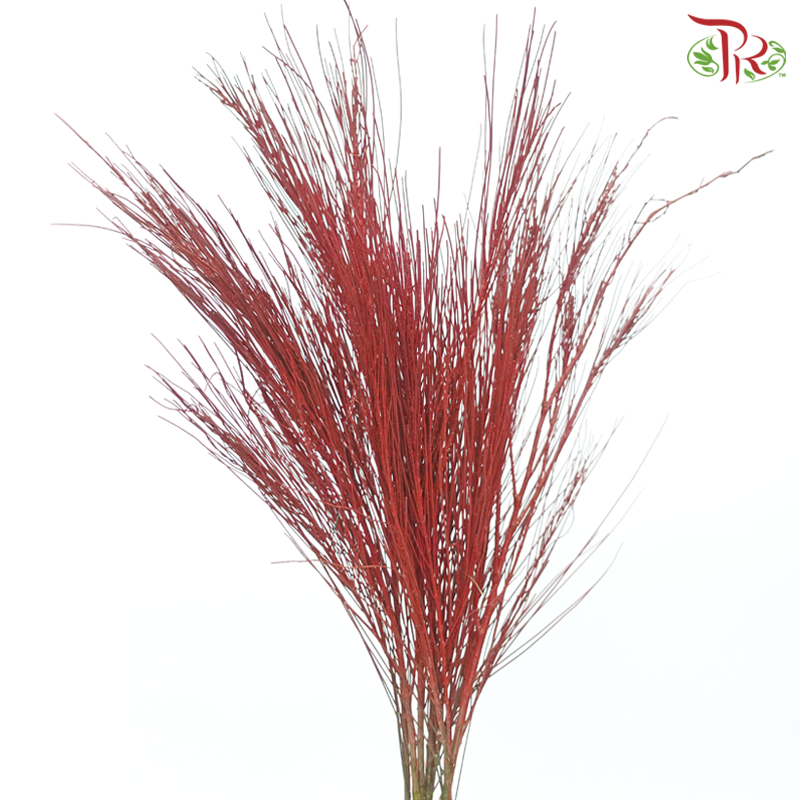 Beefwood Xmas Dyed - Red (5 Stems)-Red-Africa-prflorist.com.my