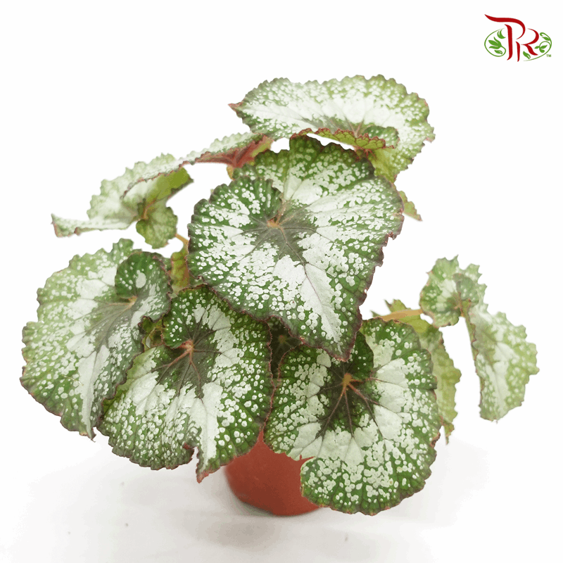 Begonia Rex - Randomly selected 《秋海棠》-Pudu Ria Florist-prflorist.com.my