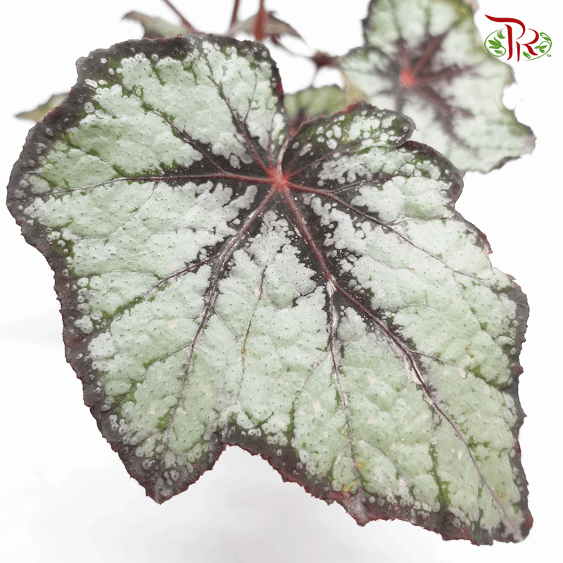 Begonia Rex - Randomly selected 《秋海棠》-Pudu Ria Florist-prflorist.com.my
