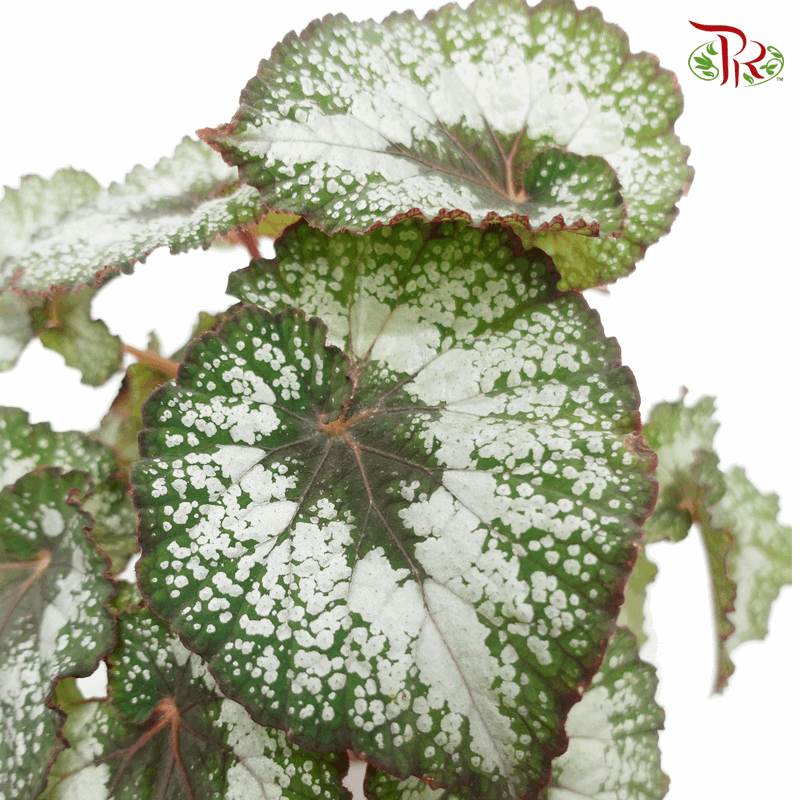 Begonia Rex - Randomly selected 《秋海棠》-Pudu Ria Florist-prflorist.com.my