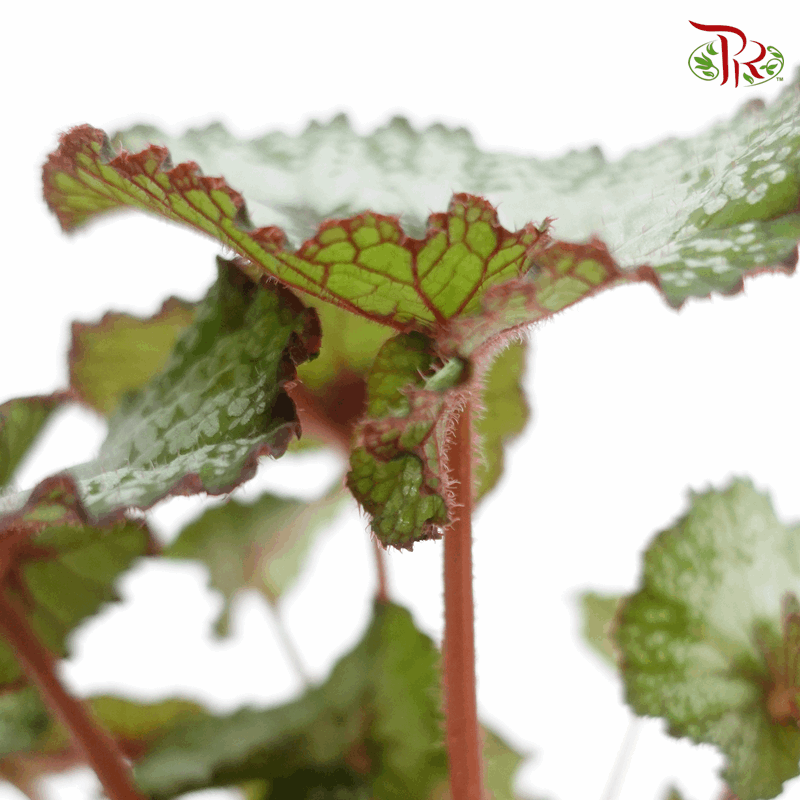 Begonia Rex - Randomly selected 《秋海棠》-Pudu Ria Florist-prflorist.com.my