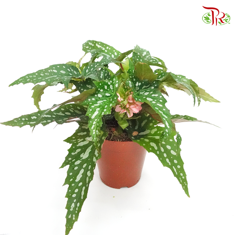 Begonia Sherwood Forrest 《秋海棠》-Pudu Ria Florist-prflorist.com.my