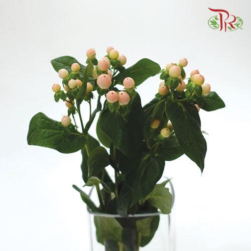 Berry Hypericum - Light Pink (10 Stems)-Pink-Netherland-prflorist.com.my