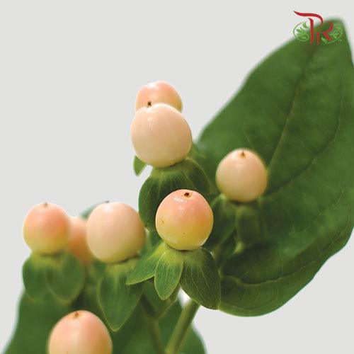 Berry Hypericum - Light Pink (10 Stems)-Pink-Netherland-prflorist.com.my