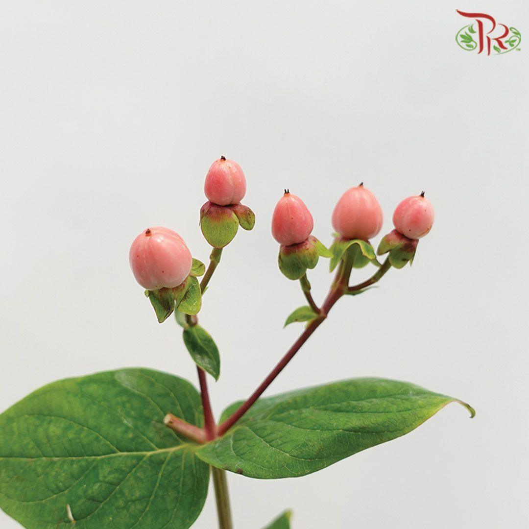 Berry Hypericum - Pink (Per Bunch)-Pink-Malaysia-prflorist.com.my