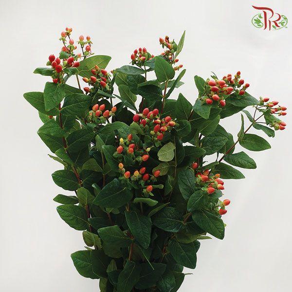 Berry Hypericum - Pink (Per Bunch)-Pink-Malaysia-prflorist.com.my