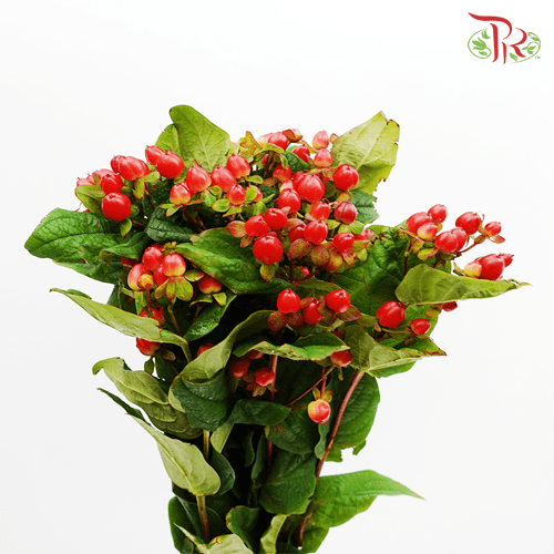 Berry Hypericum - Red (10 Stems)-Red-Kenya-prflorist.com.my