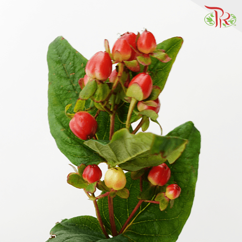 Berry Hypericum - Red (10 Stems)-Red-Kenya-prflorist.com.my