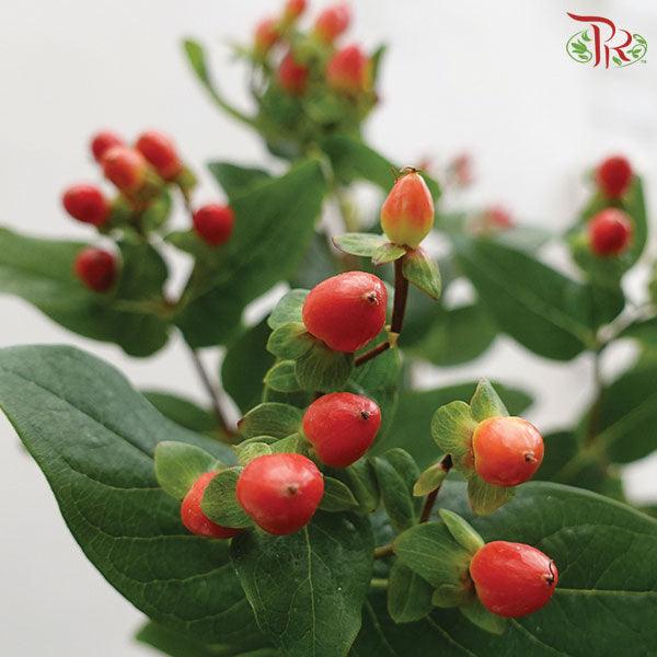 Berry Hypericum - Red (Bunch)-Red-Kenya-prflorist.com.my