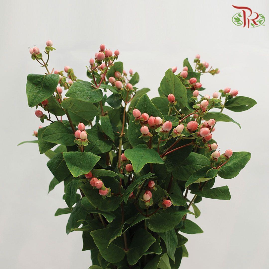 Berry Hypericum - Red (Per Bunch)-Red-Malaysia-prflorist.com.my