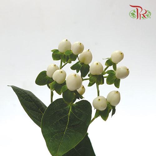 Berry Hypericum - White (10 Stems)-White-Netherland-prflorist.com.my