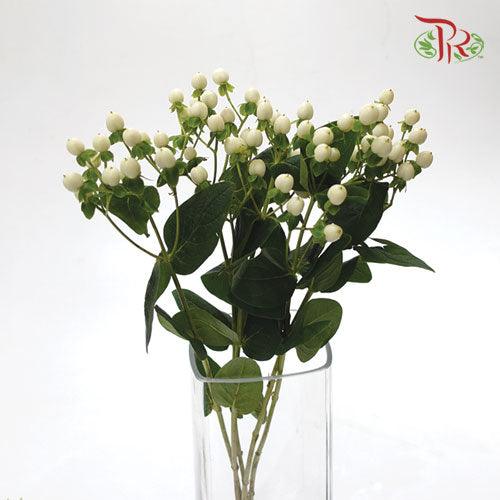 Berry Hypericum - White (10 Stems)-White-Netherland-prflorist.com.my