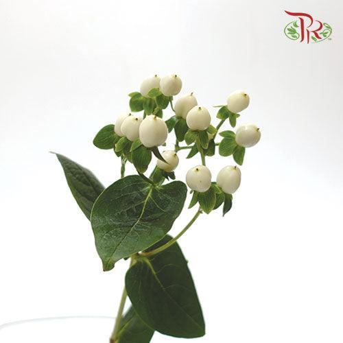 Berry Hypericum - White (10 Stems)-White-Netherland-prflorist.com.my