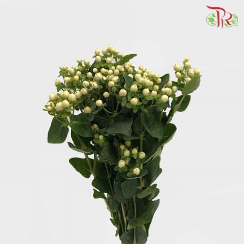 Berry Hypericum - White (Per Bunch)-White-Malaysia-prflorist.com.my