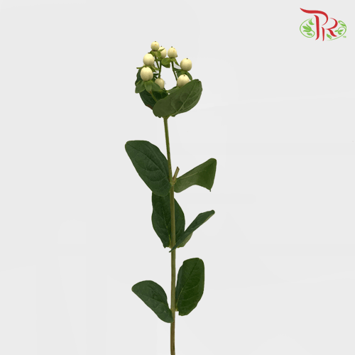 Berry Hypericum - White (Per Bunch)-White-Malaysia-prflorist.com.my