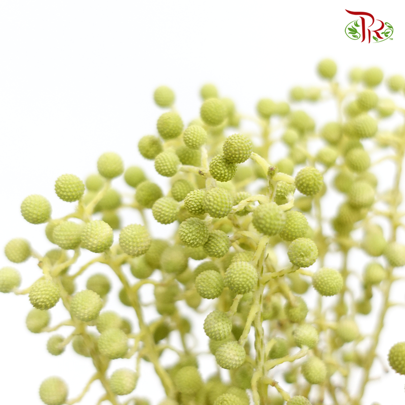 Berzelia Coral Green - (Per Bunch)-Green-China-prflorist.com.my