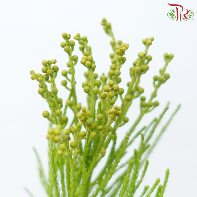 Berzelia Lanuginosa - (10 Stems)-Africa-prflorist.com.my