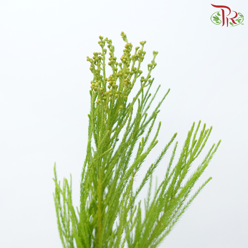 Berzelia Lanuginosa - (10 Stems)-Africa-prflorist.com.my