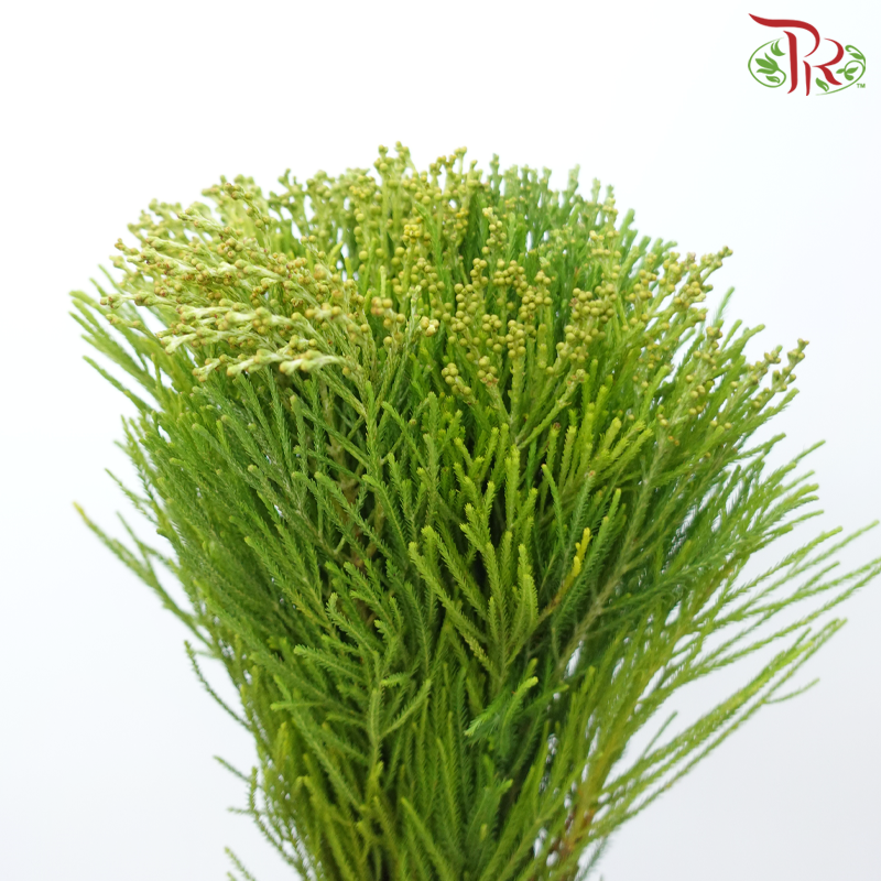 Berzelia Lanuginosa - (10 Stems)-Africa-prflorist.com.my