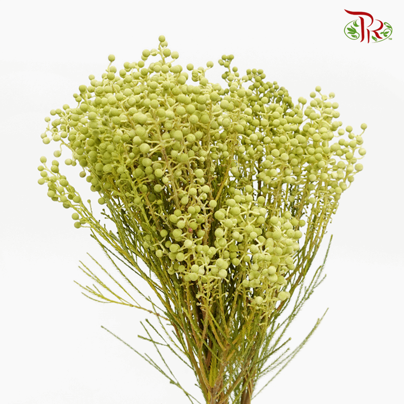 Berzelia Lanuginosa - Green (Per Bunch)-Green-Africa-prflorist.com.my