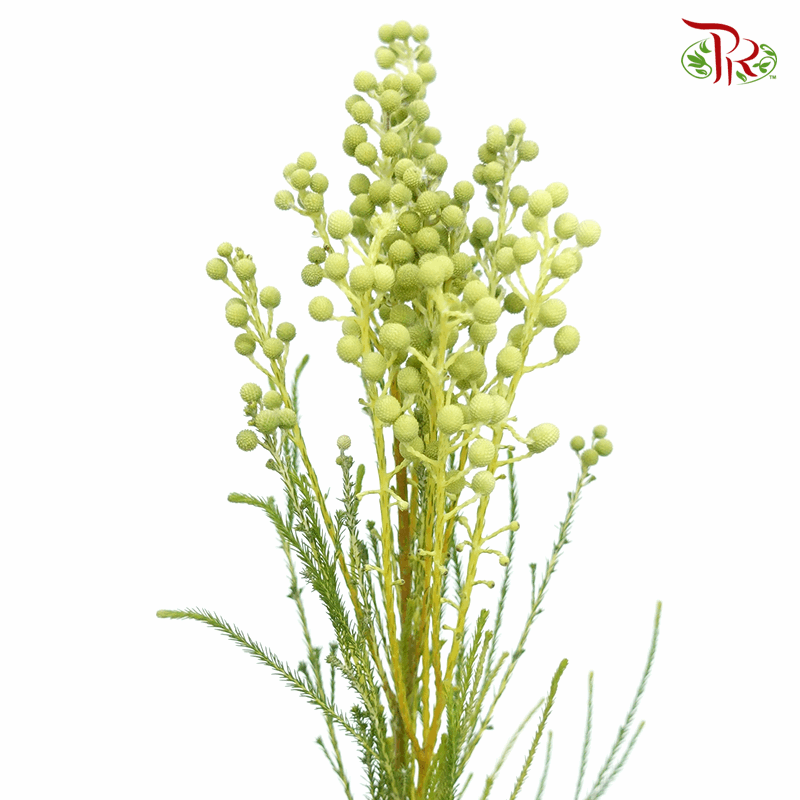 Berzelia Lanuginosa - Green (Per Bunch)-Green-Africa-prflorist.com.my
