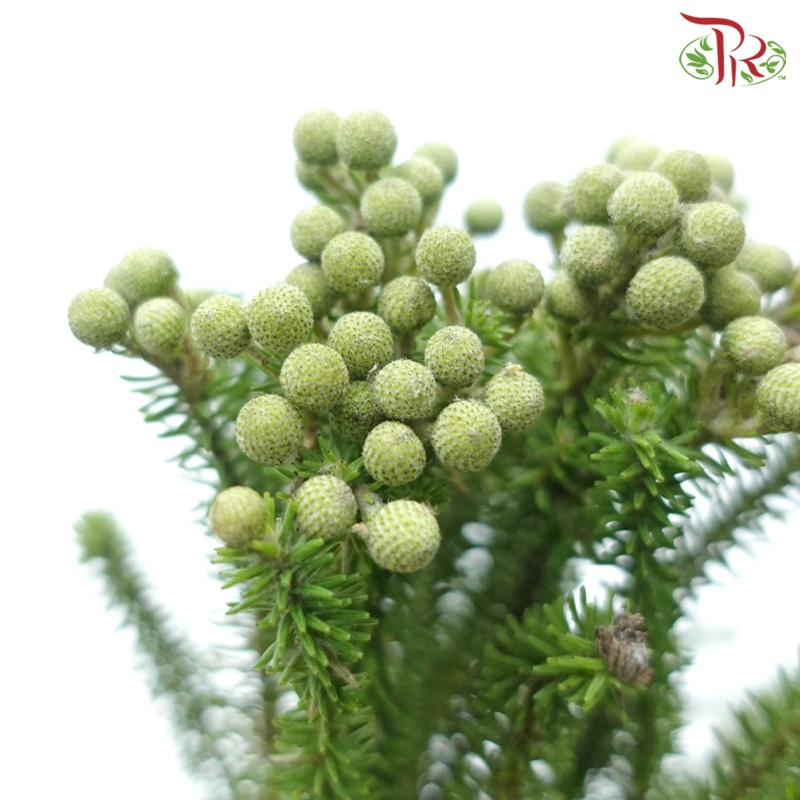 Berzelia Lanuginosa / Palaceae - (10 Stems)-Africa-prflorist.com.my