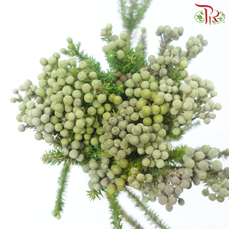 Berzelia Lanuginosa / Palaceae - (10 Stems)-Africa-prflorist.com.my