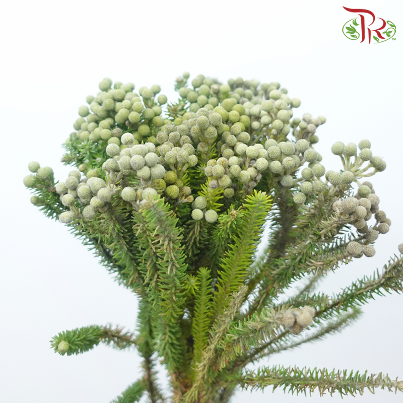 Berzelia Lanuginosa / Palaceae - (10 Stems)-Africa-prflorist.com.my