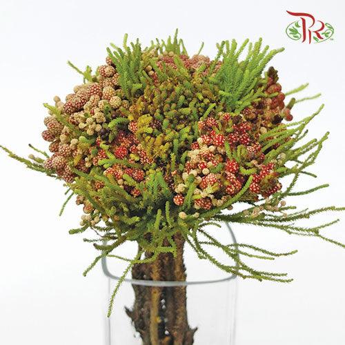 Berzelia Strawberry - (Per Bunch)-Green-Africa-prflorist.com.my
