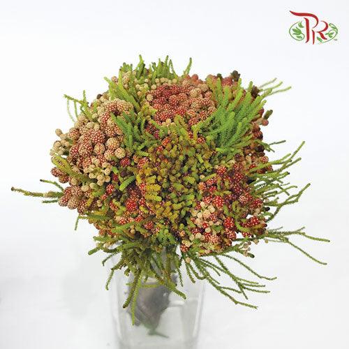 Berzelia Strawberry - (Per Bunch)-Green-Africa-prflorist.com.my