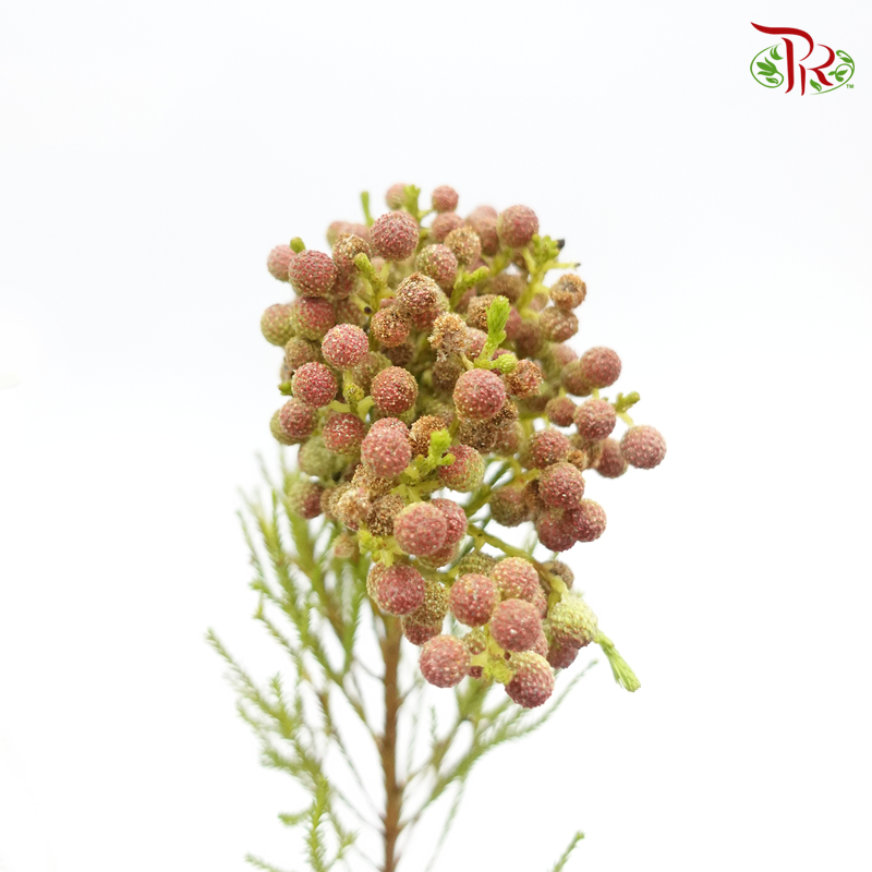 Berzelia Lanuginosa Red (8-10 Stems) - Pudu Ria Florist