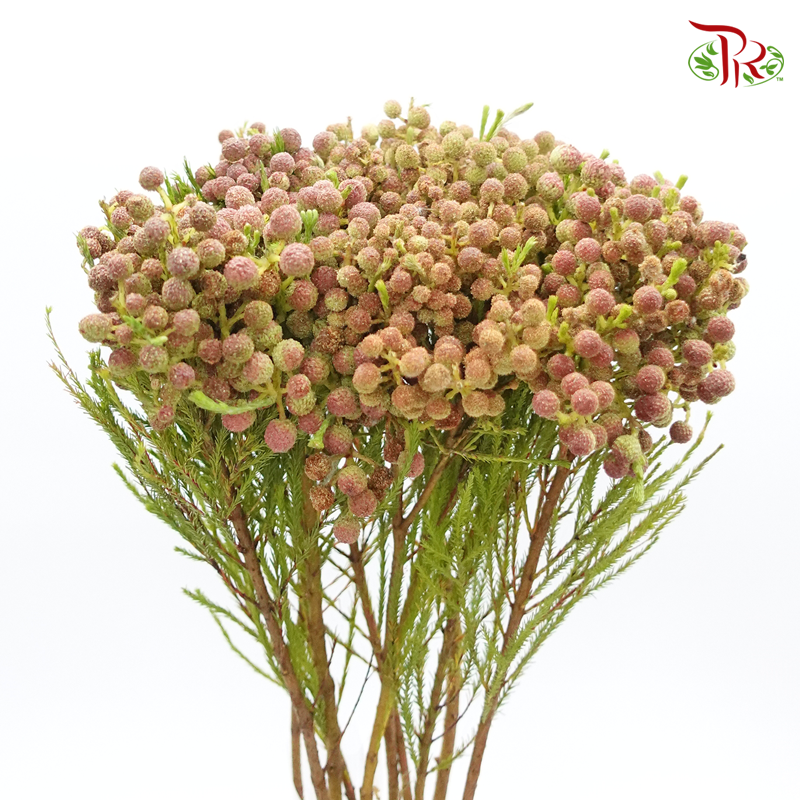 Berzelia Lanuginosa Red (8-10 Stems) - Pudu Ria Florist