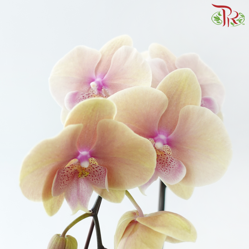 Big Single Stem Phalaenopsis Orchid - Big Lip Light Orange (Without Vase)-Vietnam-prflorist.com.my